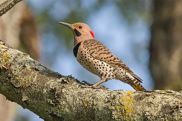 Flicker