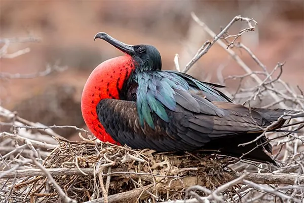 Frigatebird