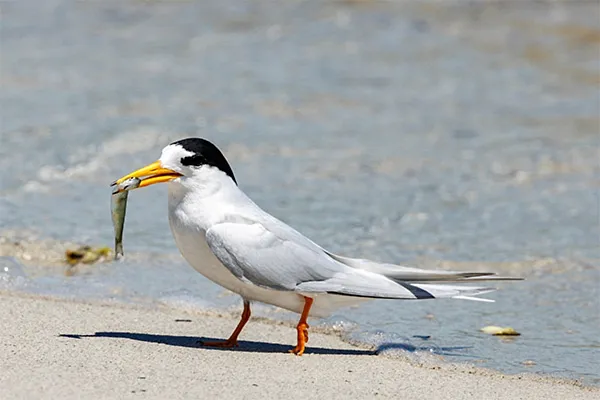 Fairy Tern