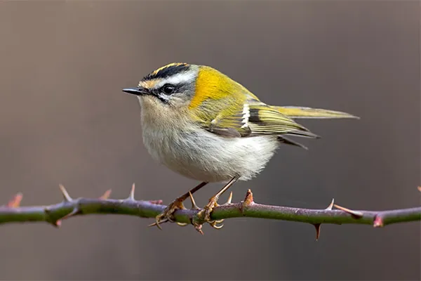 Firecrest