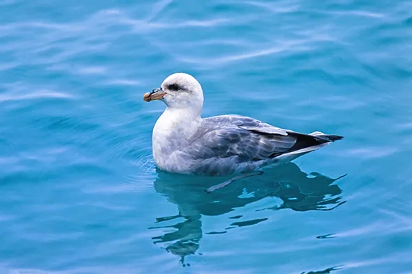 Fulmar