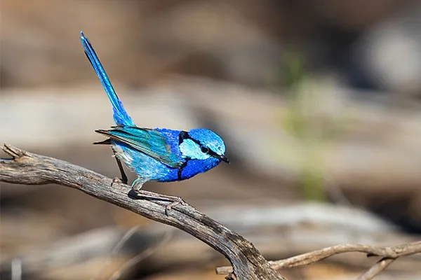 Fairywren