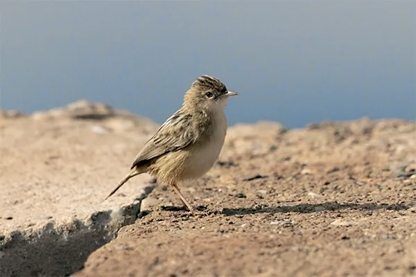 Fan-tailed Warbler
