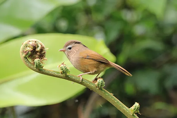 Fulvetta