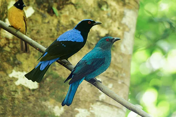 Fairy-bluebird