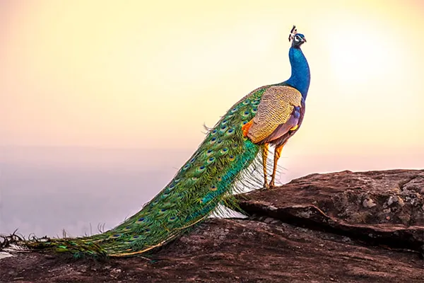 Peacock