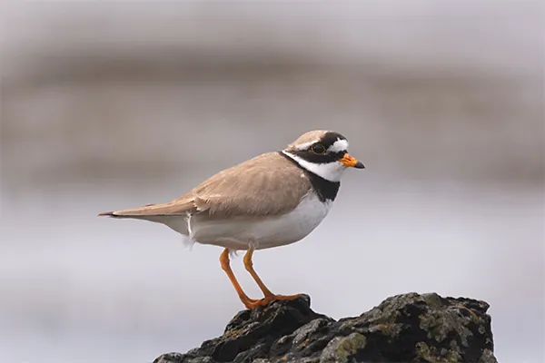Plover