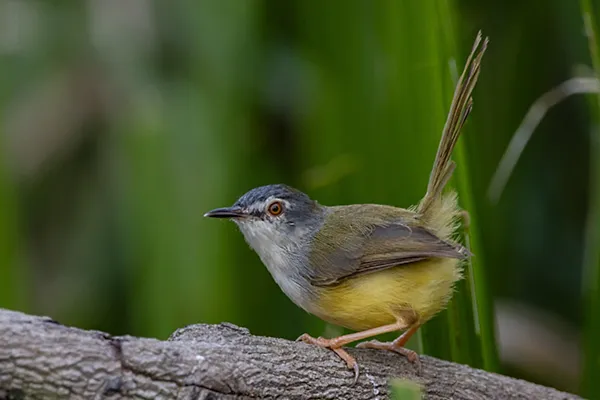 Prinia
