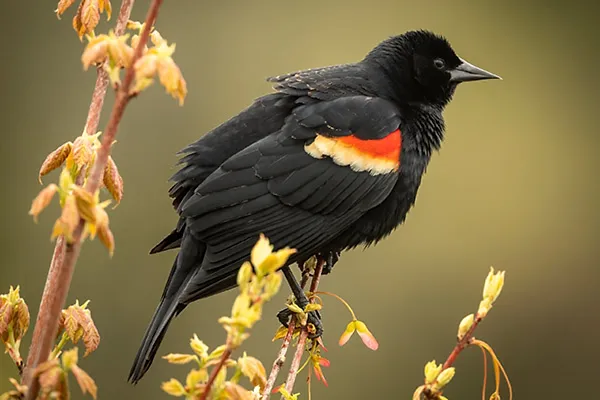 Red-winged Blackbird