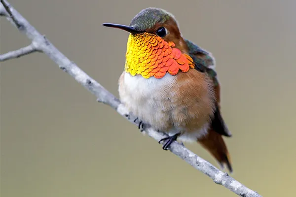 Rufous Hummingbird 