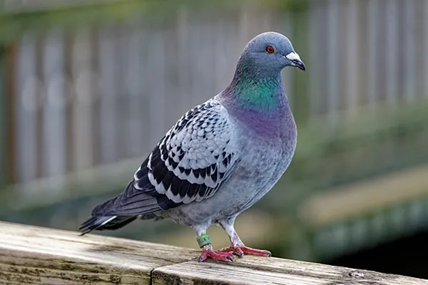 Rock Pigeon