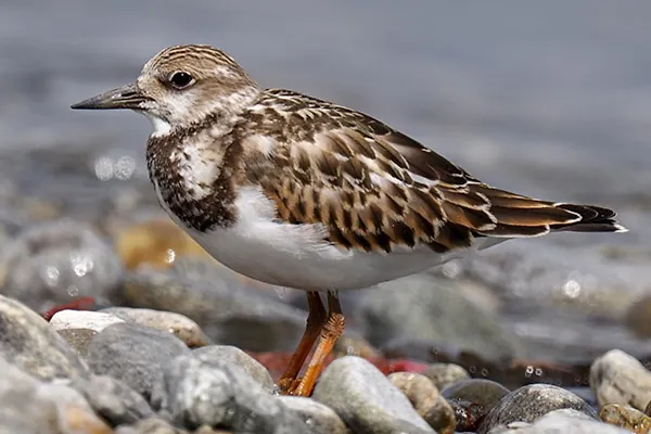 Ruddy Turnstone