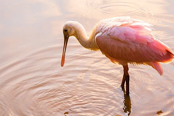 Roseate Spoonbill