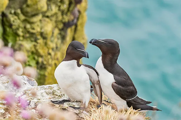Razorbill