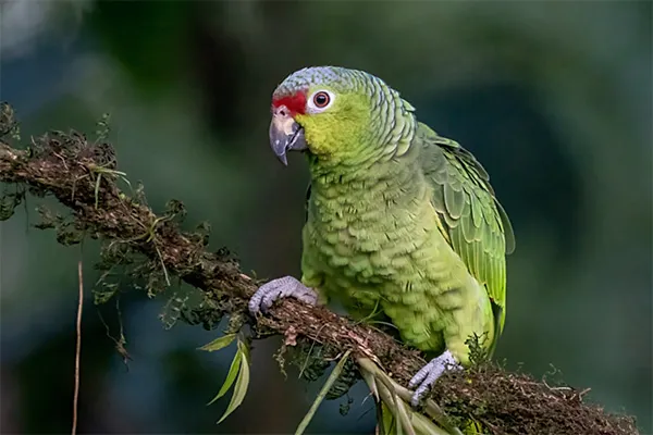 Red-lored Parrot