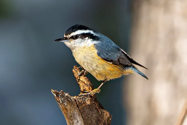 Red-breasted Nuthatch