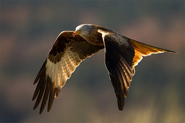 Red Kite