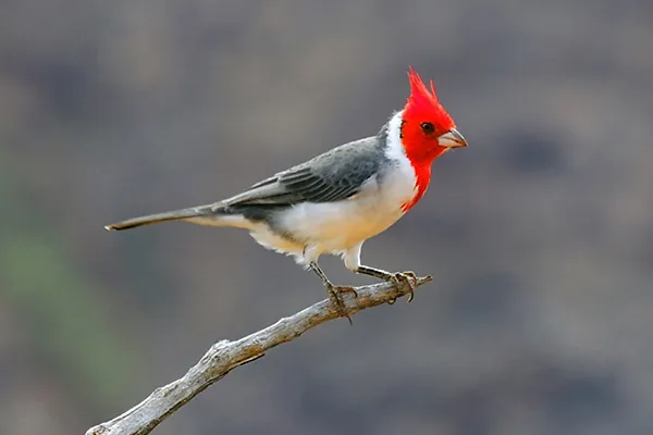 Red-crested Cardinal