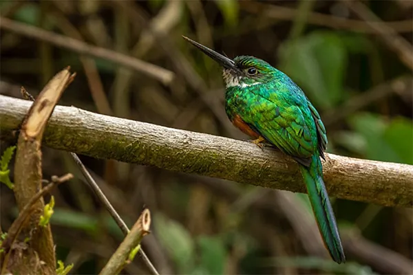 Rufous-tailed Jacamar