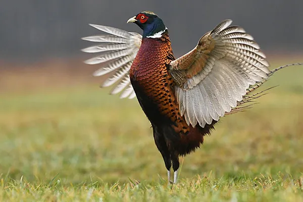Ring-necked Pheasant