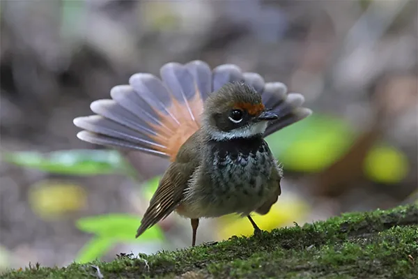 Rufous Fantail