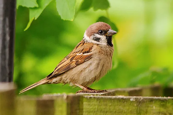 Sparrow
