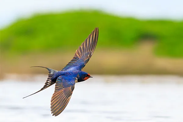 Swallow