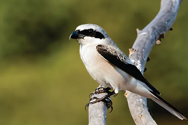 Shrike