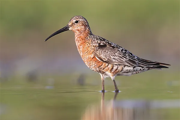 Sandpiper