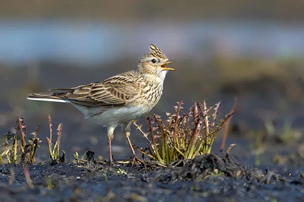 Skylark