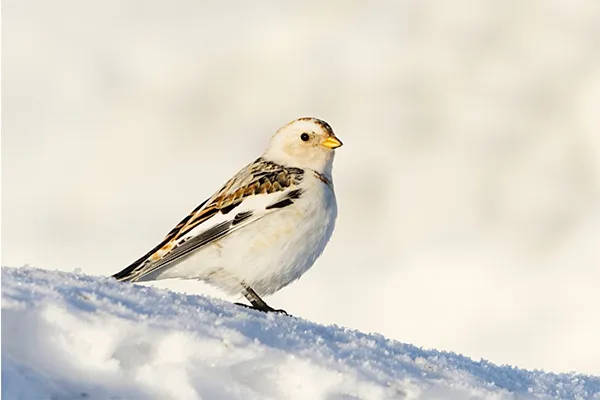 Snow Bunting