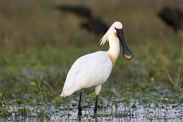 Spoonbill