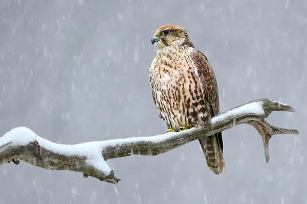 Saker Falcon