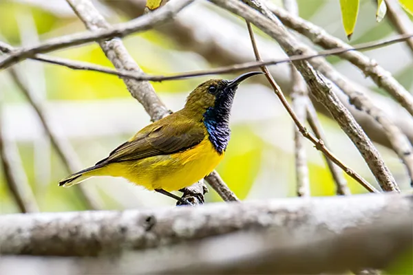 Sunbird