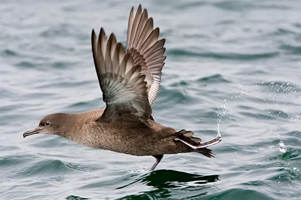 Shearwater
