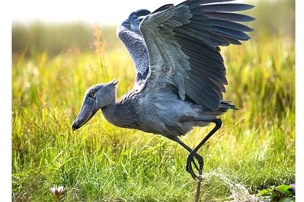 Shoebill