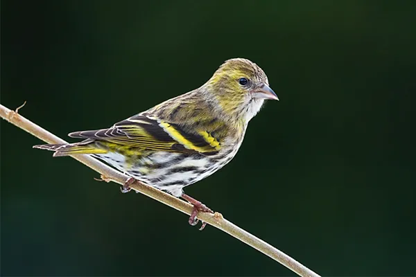 Siskin