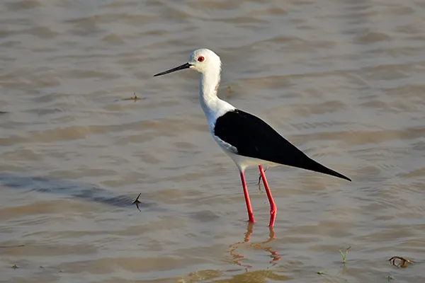 Stilt