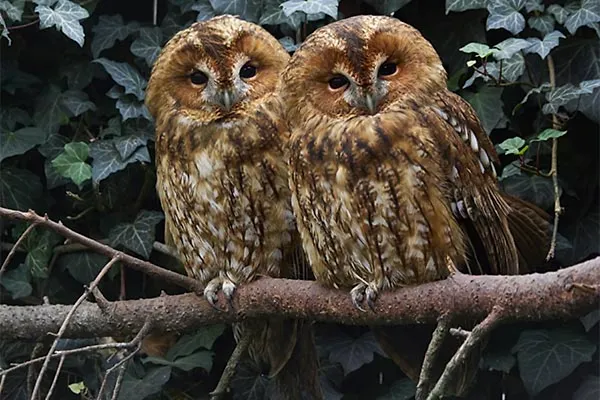 Tawny Owls