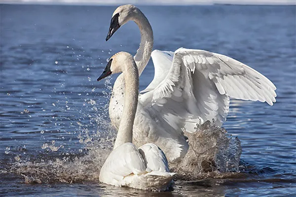 Trumpeter Swan