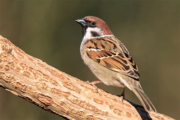 Tree Sparrow