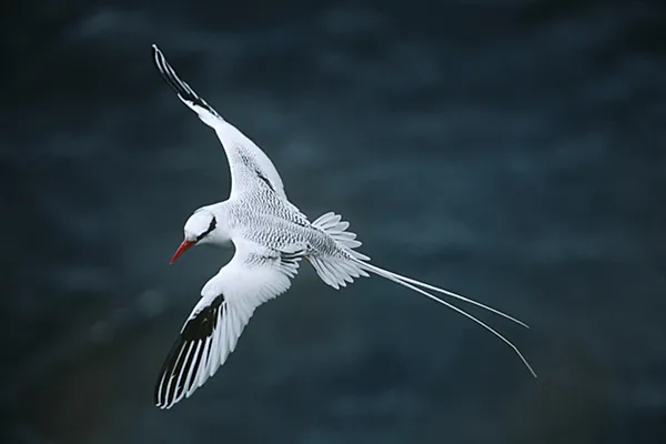 Tropicbird