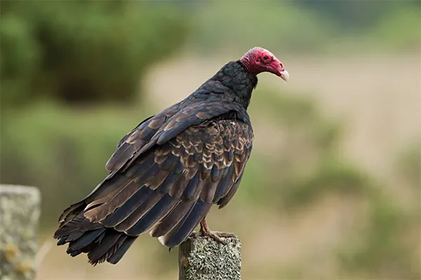 Turkey Vulture