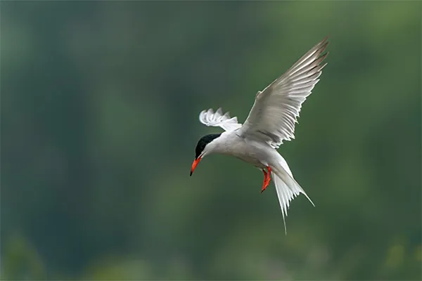 Tern