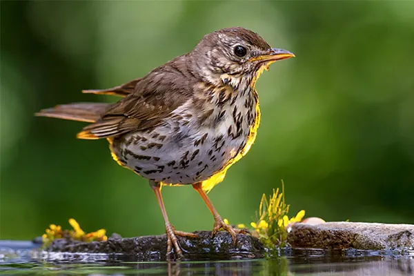 Thrush