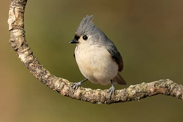 Titmouse
