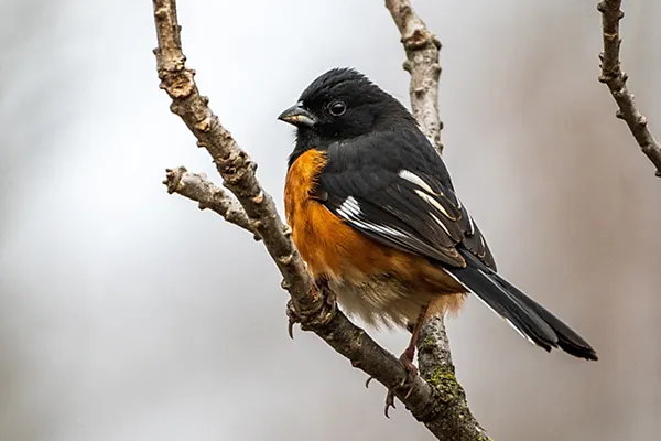 Towhee