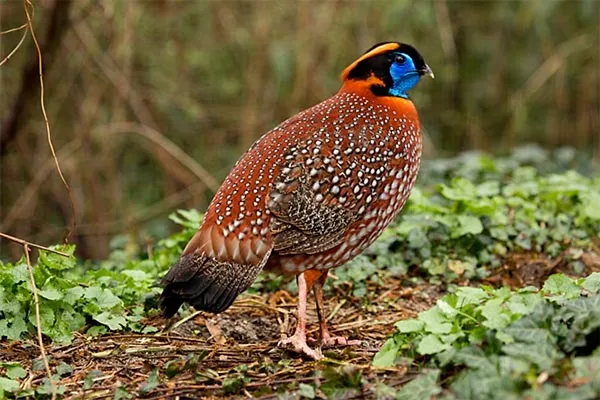 Tragopan