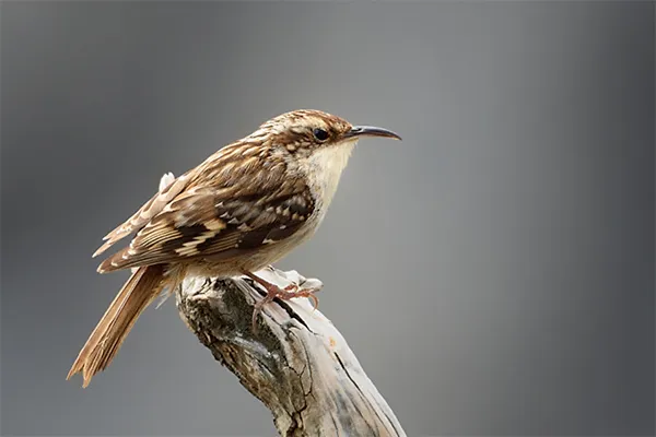 Treecreeper