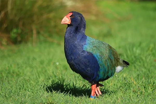 Takahe